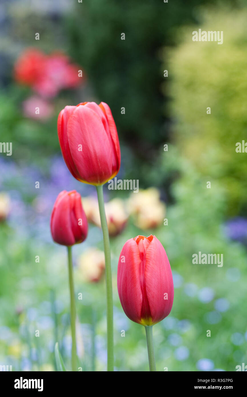 Tulipa. Rote Tulpen im Frühling Garten. Stockfoto