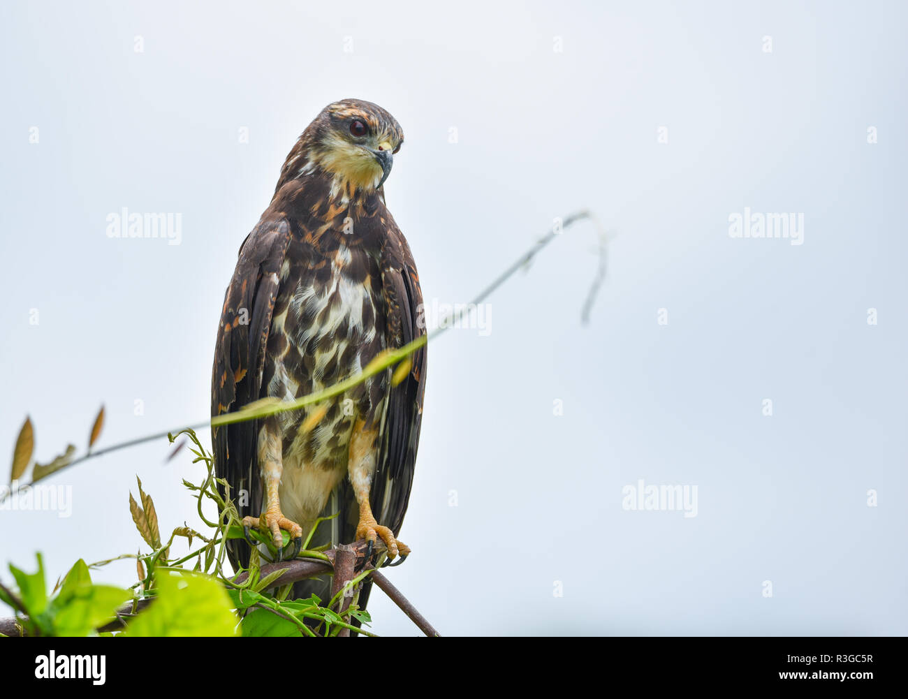Unreife gemeinsamen Black Hawk (Buteogallus Anthracinus) in Panama, Raubvogel in seiner Heimat auf üppig grüne Marschland. Stockfoto