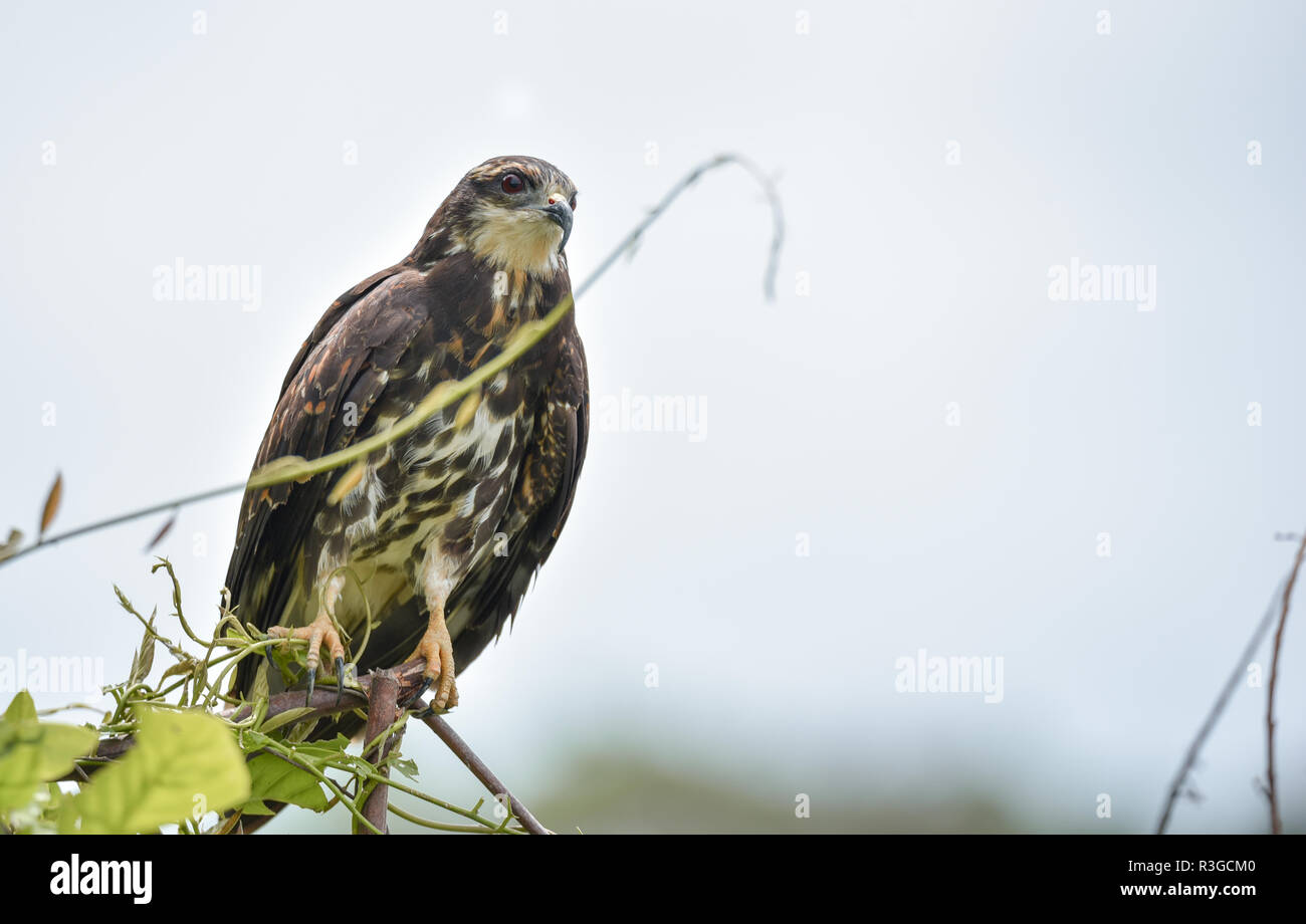 Unreife gemeinsamen Black Hawk (Buteogallus Anthracinus) in Panama, Raubvogel in seiner Heimat auf üppig grüne Marschland. Stockfoto