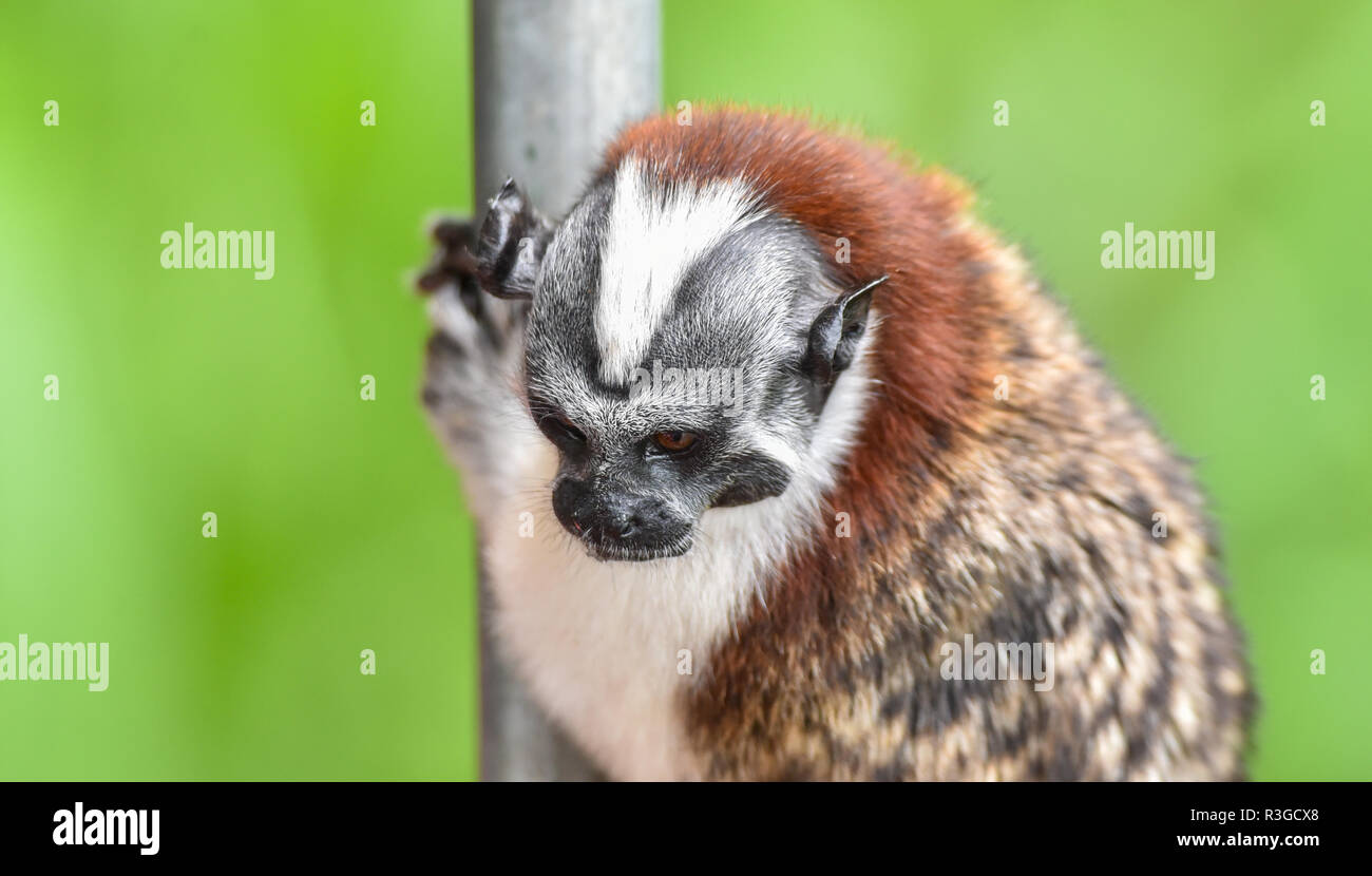 Geoffroy's Tamarin (Saguinus geoffroyi) kleiner Affe in Panama Regenwald. AKA die Panamasche, red-Crested oder rufous-naped Tamarin. Stockfoto