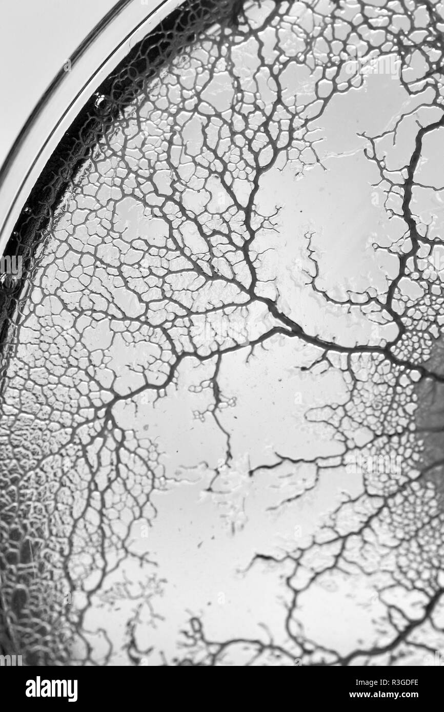 Makro von Gelben Schleimpilze Physarum polycephalum () Wachsende und Netzwerk bilden in Agar Petrischale. Molekularbiologie Projekt, Schottland, Großbritannien. Stockfoto