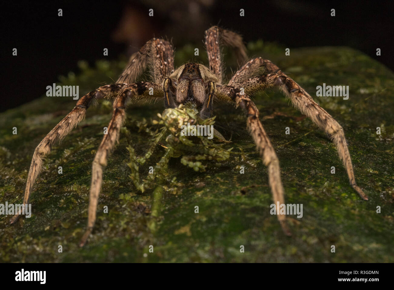 Ein brasilianischer wandering Spinne (Phoneutria) gilt als eine der gefährlichsten Spinnen der Welt, dies ist eine wilde aus Peru. Stockfoto