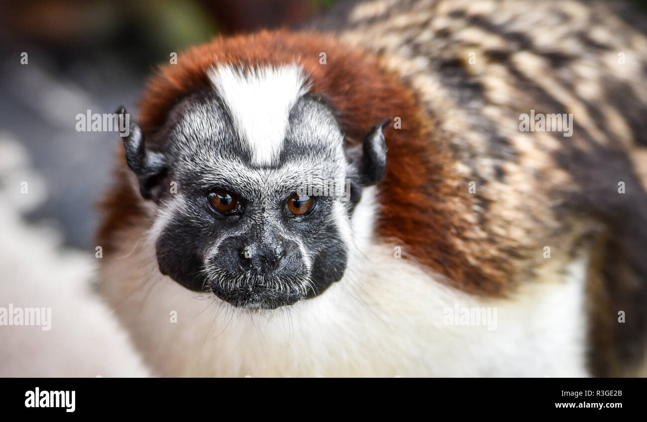Geoffroy's Tamarin (Saguinus geoffroyi) kleiner Affe in Panama Regenwald. AKA die Panamasche, red-Crested oder rufous-naped Tamarin. Stockfoto