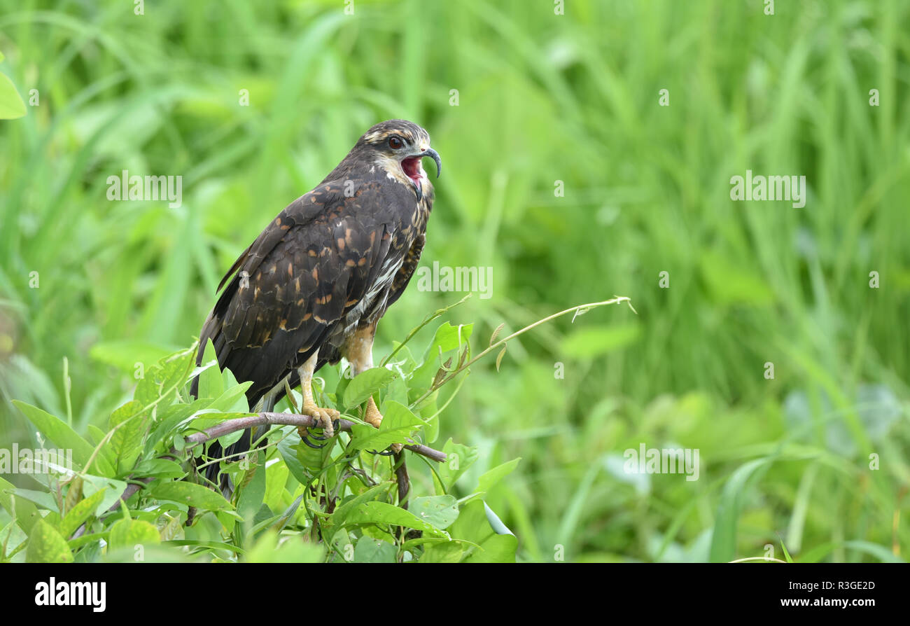 Unreife gemeinsamen Black Hawk (Buteogallus Anthracinus) in Panama, Raubvogel in seiner Heimat auf üppig grüne Marschland. Stockfoto
