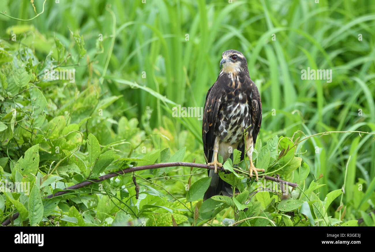 Unreife gemeinsamen Black Hawk (Buteogallus Anthracinus) in Panama, Raubvogel in seiner Heimat auf üppig grüne Marschland. Stockfoto