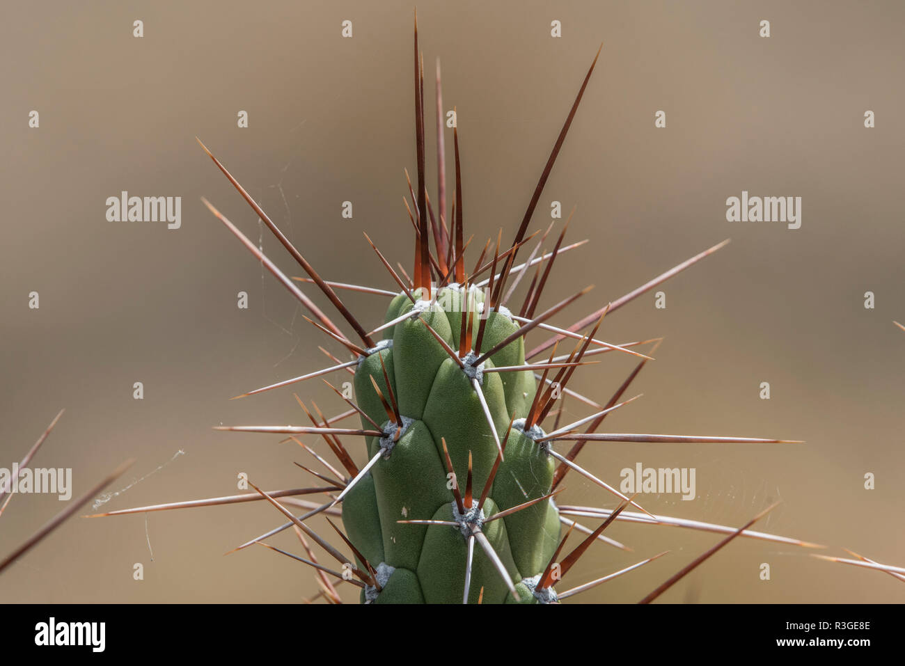 Eine wild Cactus in den Anden nicht weit von Cusco, diese Spezies namens Nadel Eve's (Austrocylindropuntia subulata). Stockfoto