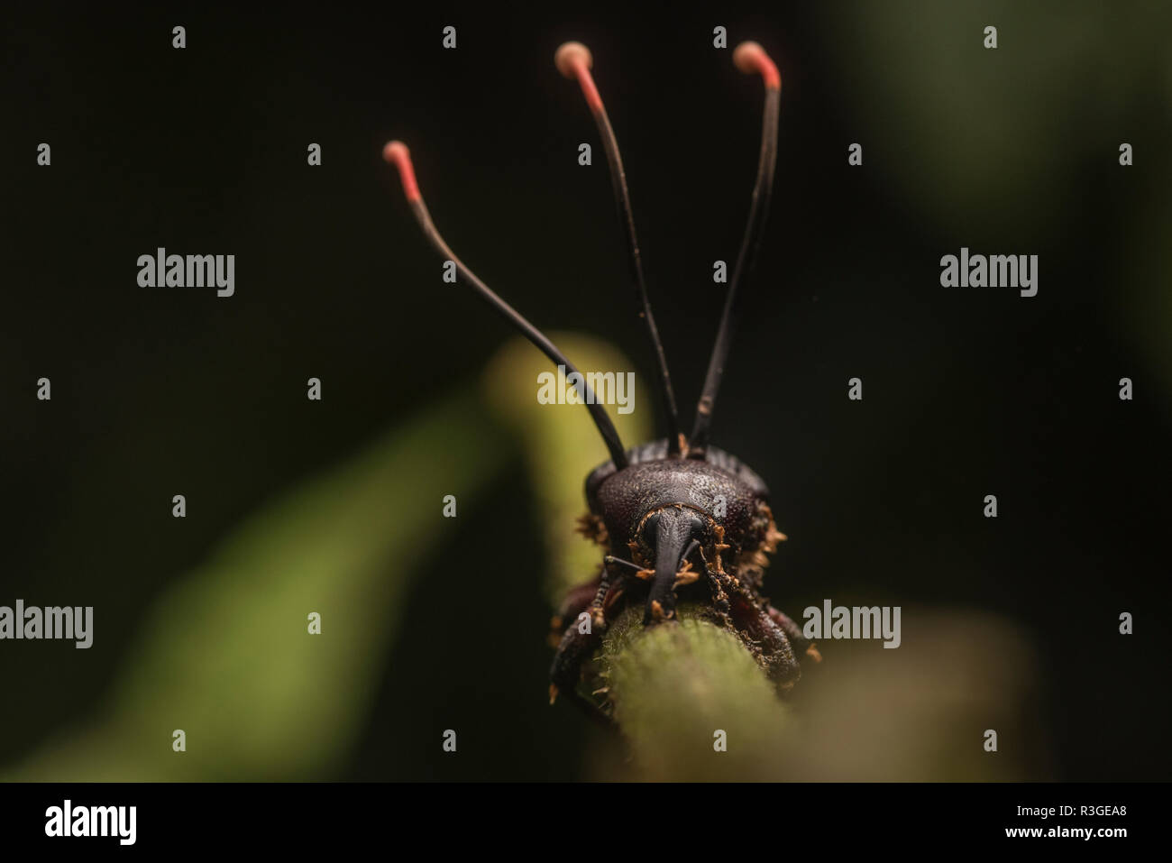 Ophiocordyceps curculionidae, einer Spezies von Cordyceps Pilz, spezialisiert sich auf die angreifenden Rüsselkäfer. Von Manu Nationalpark, Peru. Stockfoto