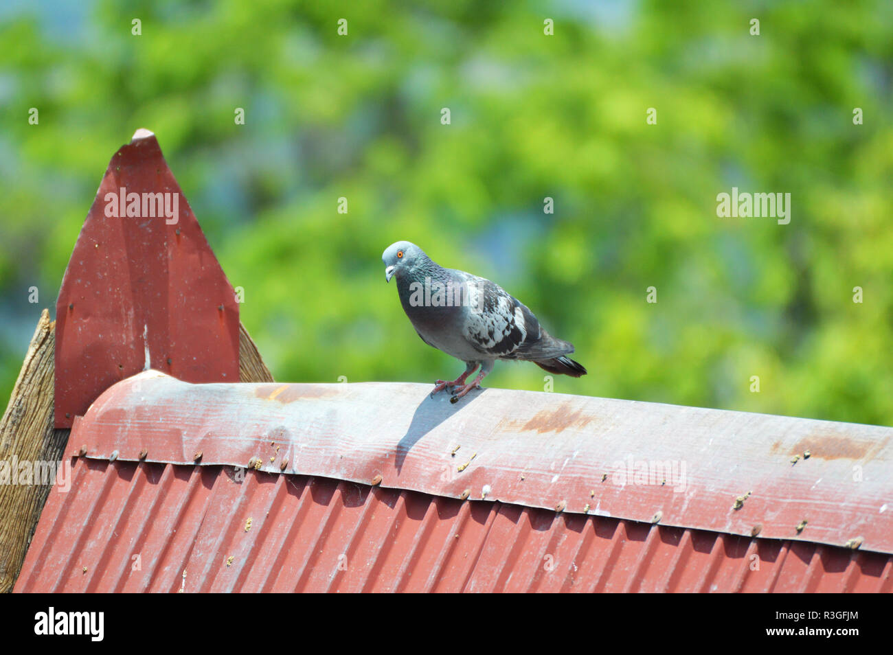 Tauben Vogel auf dem Dach/Gemeinsame vogel tauben sitzen auf dem roten Dach im Park mit grünem Hintergrund Stockfoto