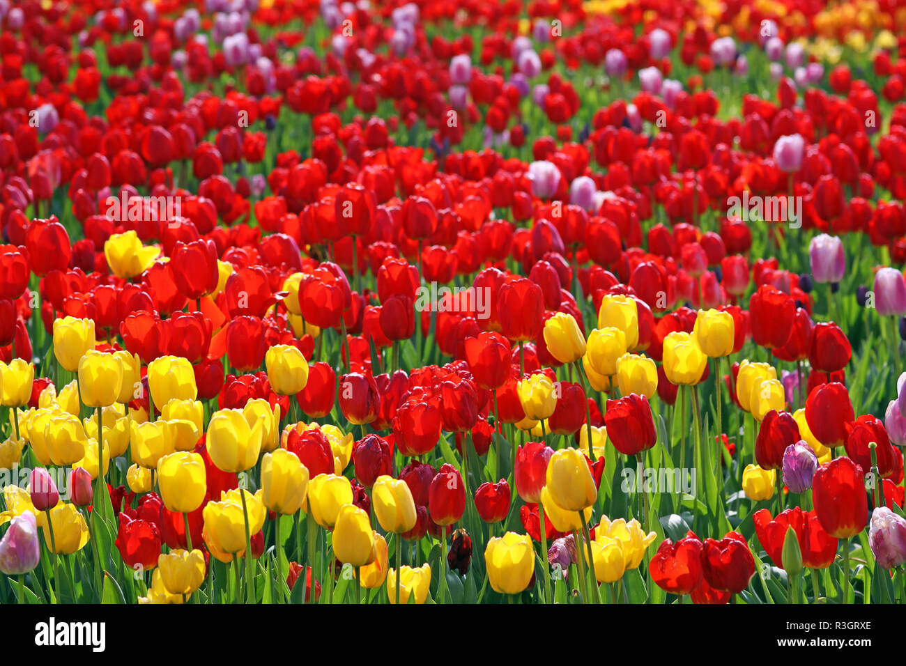 Tulpen Pracht in vielen Farben Stockfoto