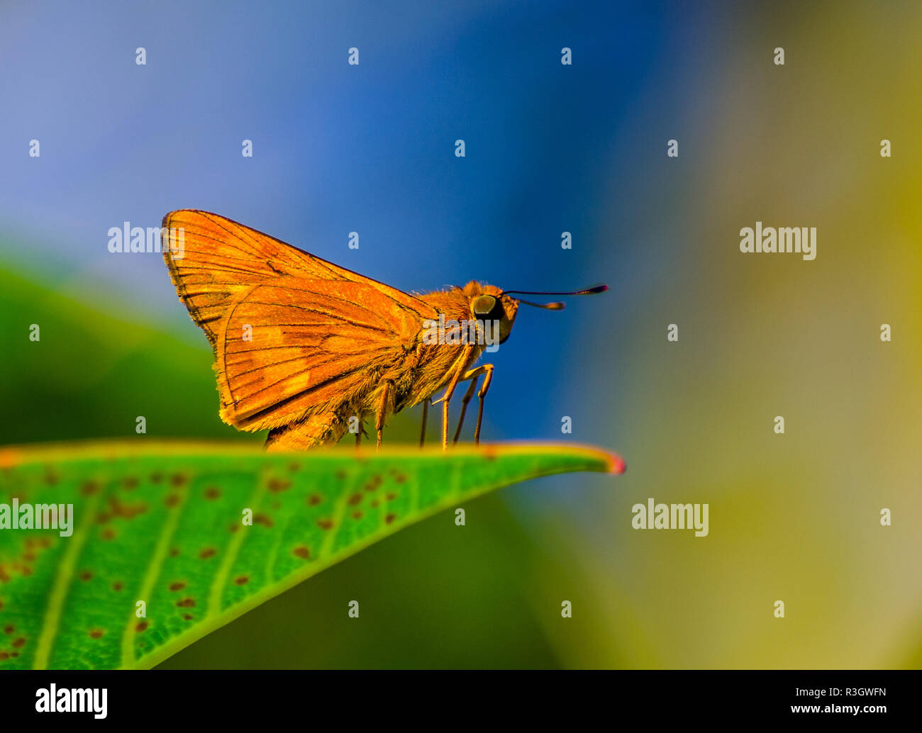 Motte auf ein Blatt im Garten Stockfoto