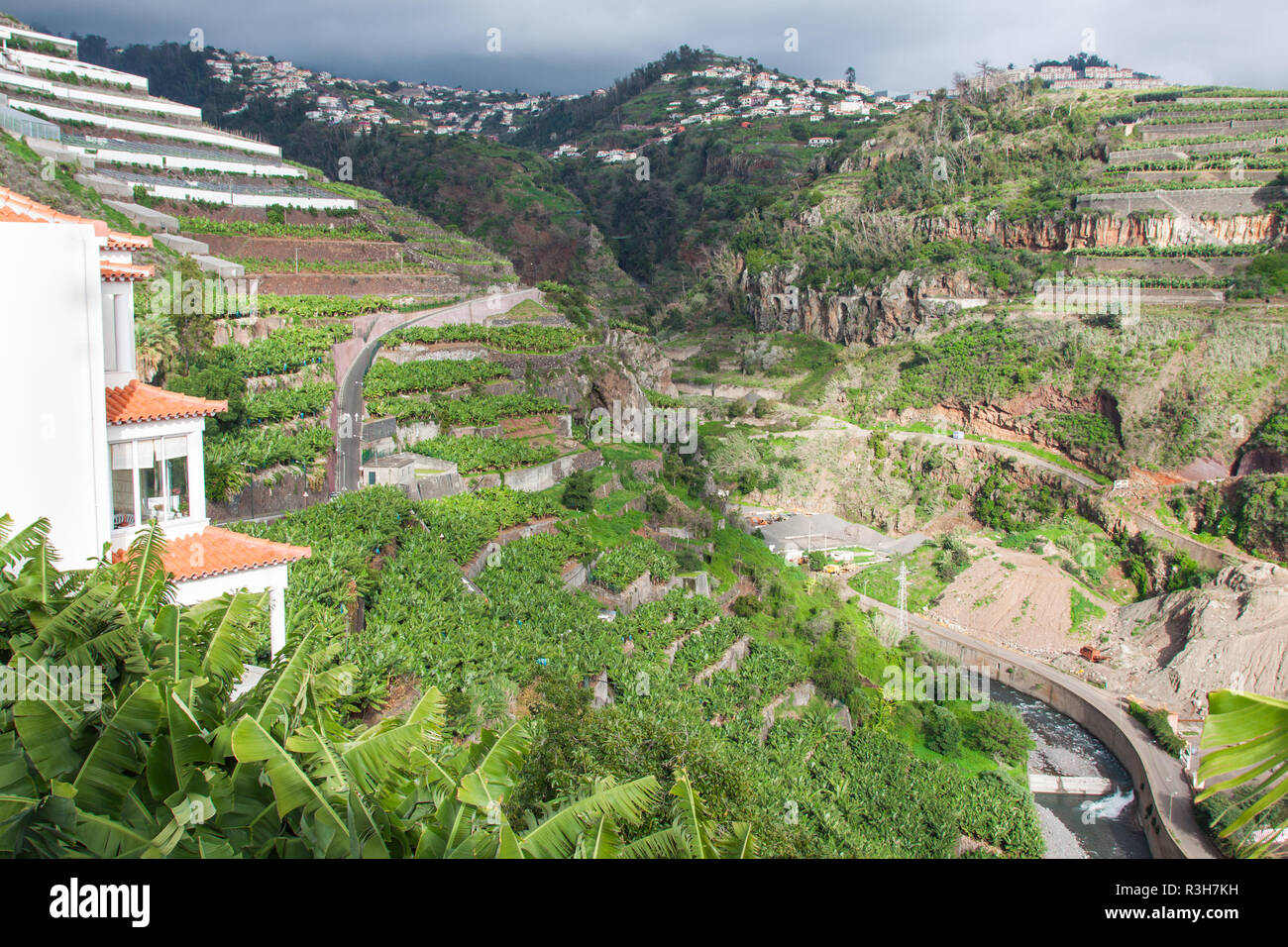 Bananenplantagen in Camara de Lobos Madeira, Portugal Stockfoto