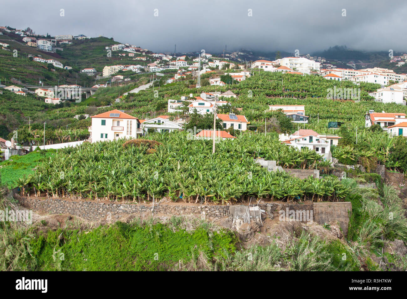 Bananenplantagen in Camara de Lobos Madeira, Portugal Stockfoto