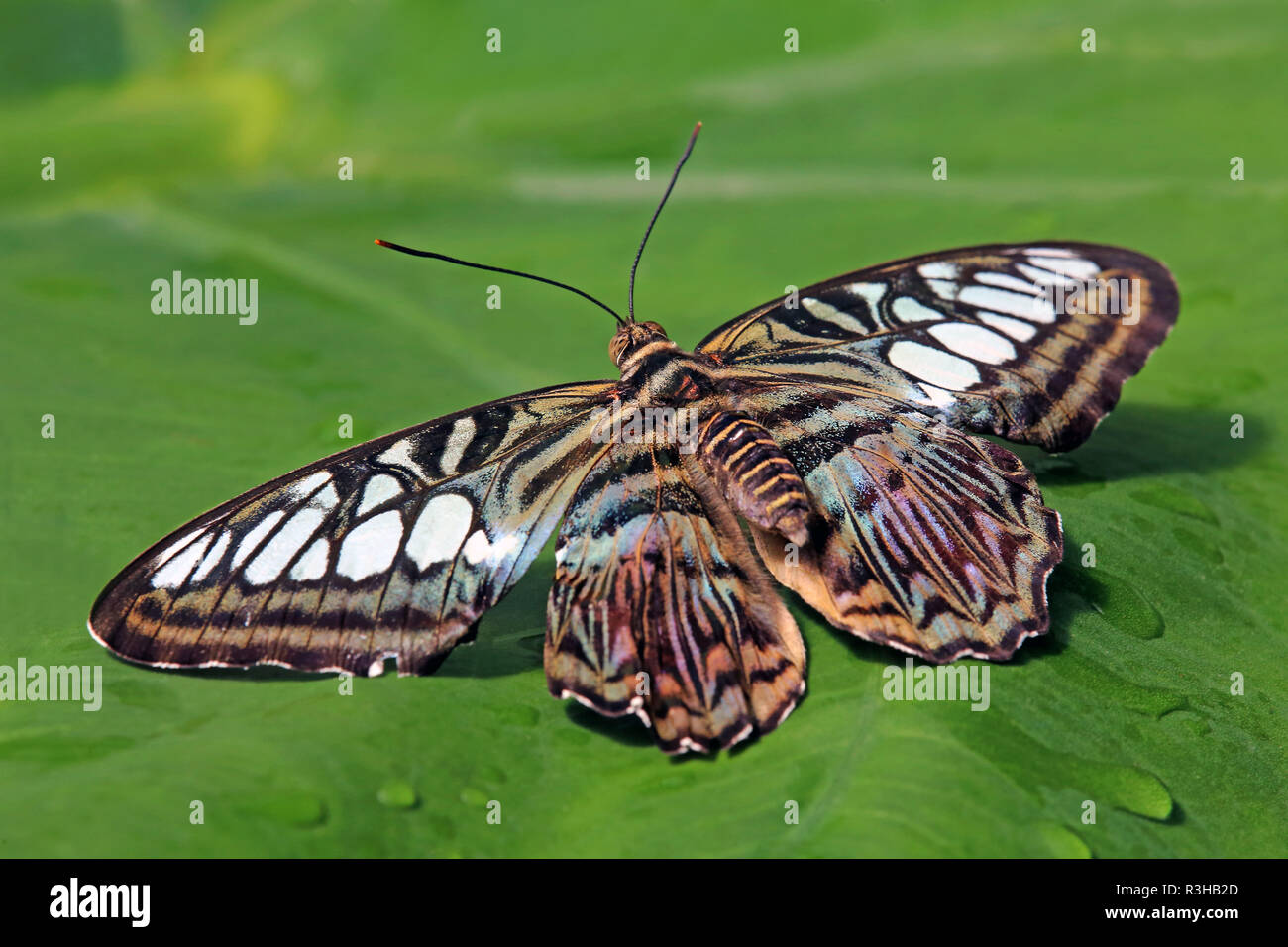 Tropischer Schmetterling parthenos Sylvia Stockfoto