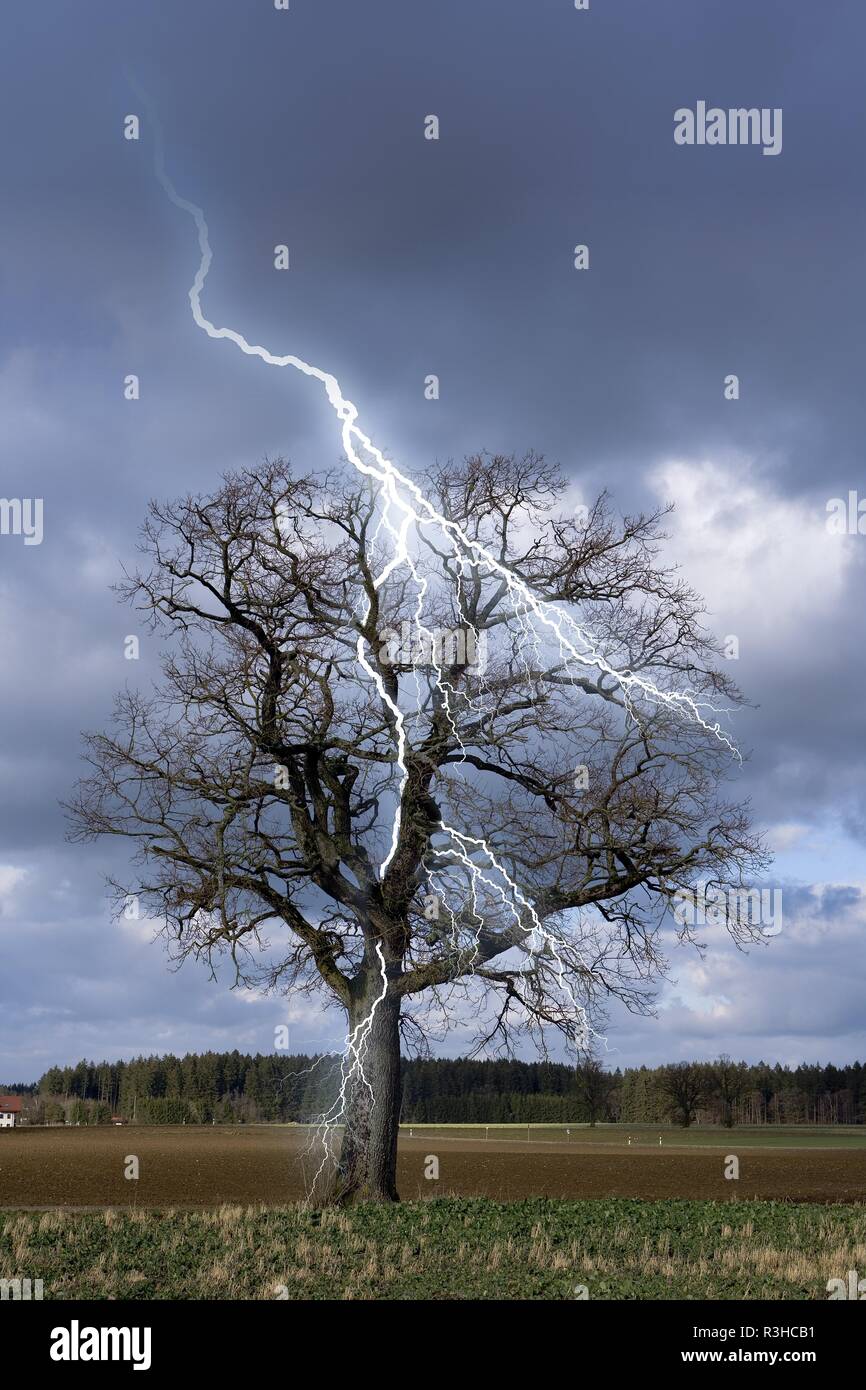 Blitzeinschlag in einem Baum Stockfoto