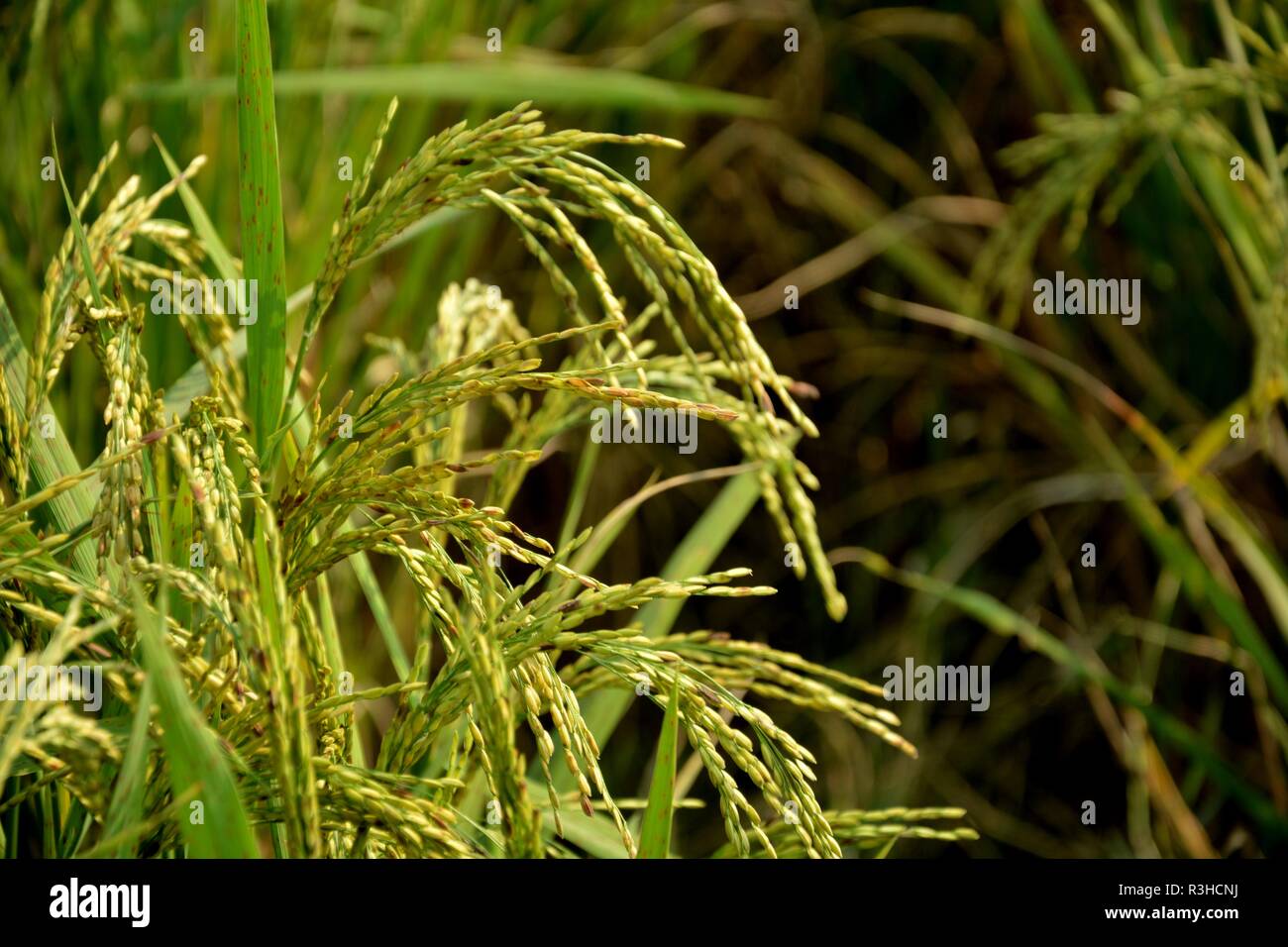 Indische Reis Pflanze oder Paddy (Oryza sativa) vor der Ernte Stockfoto