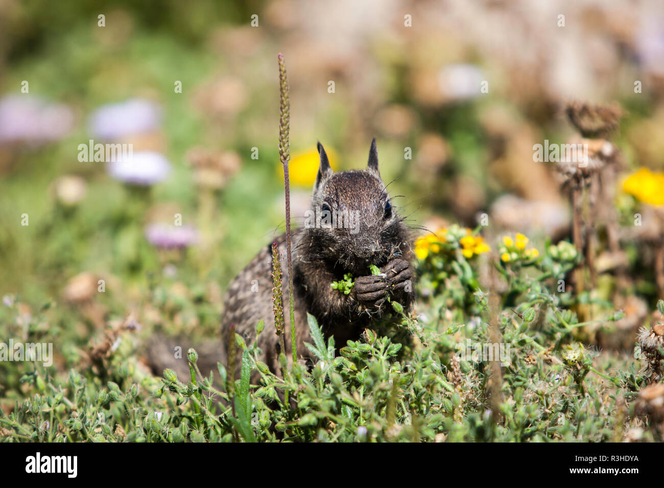 kalifornischer Ziesel Stockfoto