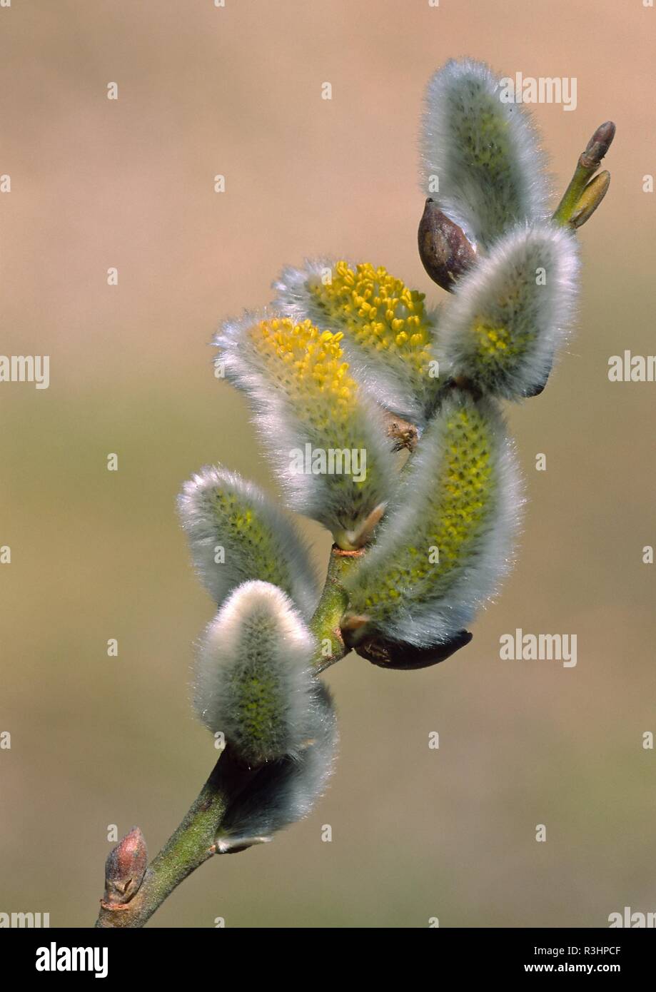 VorfrÃ¼hling Stockfoto