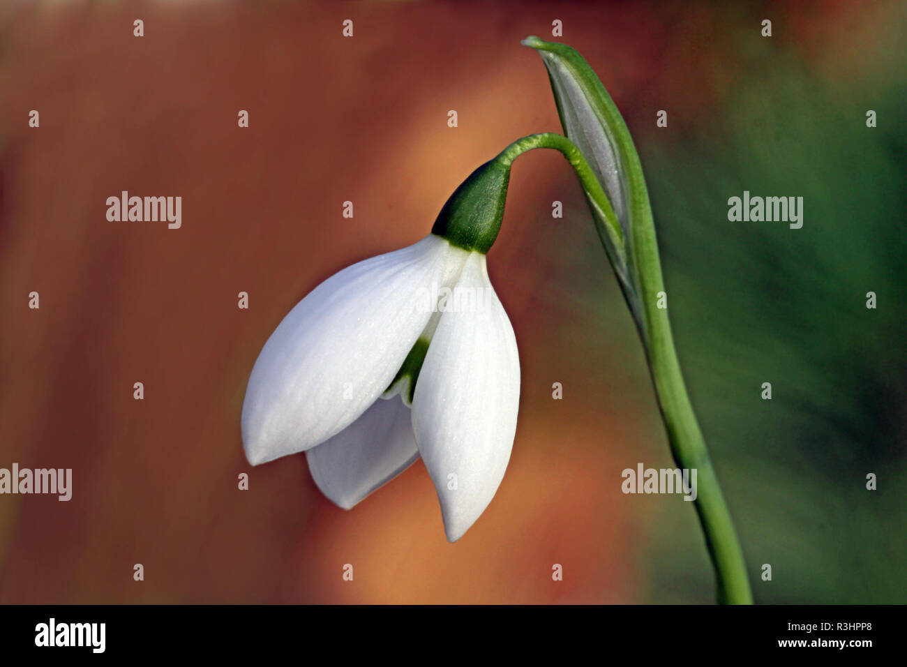 Schneeglöckchen Galanthus nivalis Stockfoto