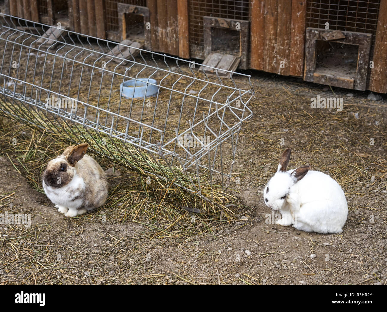 Mastbetrieb mit flauschigen Kaninchen auf dem Hintergrund von Stroh Betten Stockfoto