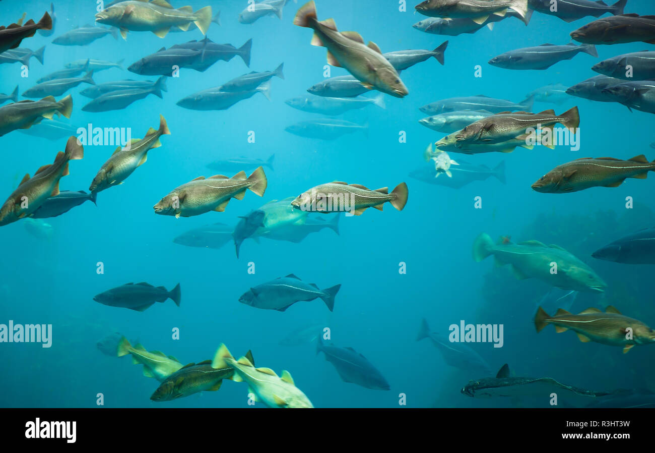 Fische in dunklen tiefen blauen Wasser des Aquariums. Stockfoto
