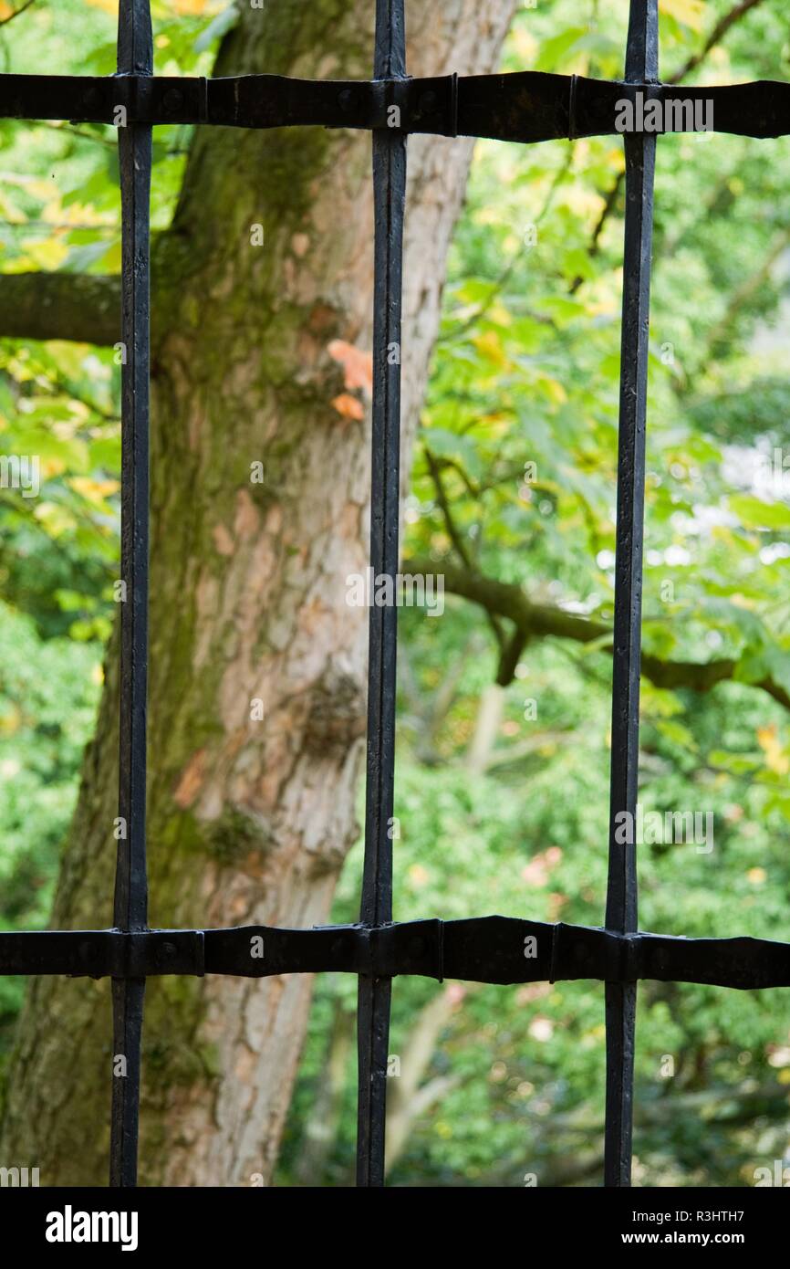 Baum hinter Gittern Stockfoto