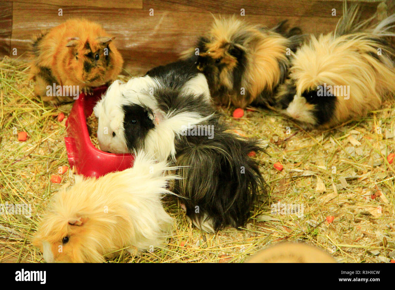 Schöne bunte Versuchskaninchen. Meerschweinchen Freunde. Haustiere Stockfoto