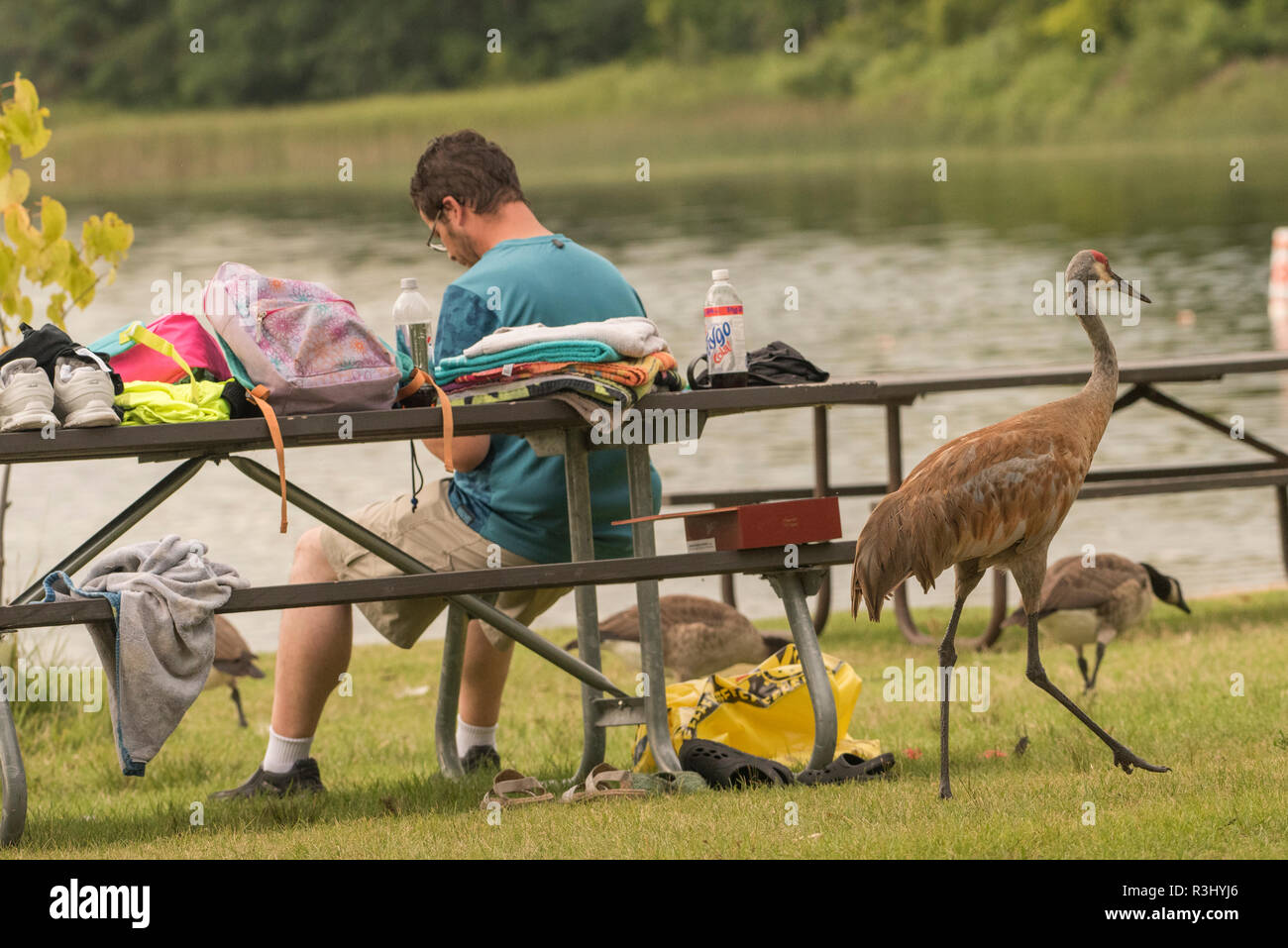 Ein Sandhill Crane (Grus canadensis) geht hinter eine weltvergessen picnicker in Ottawa Lake Recreation Area in Wisconsin. Stockfoto