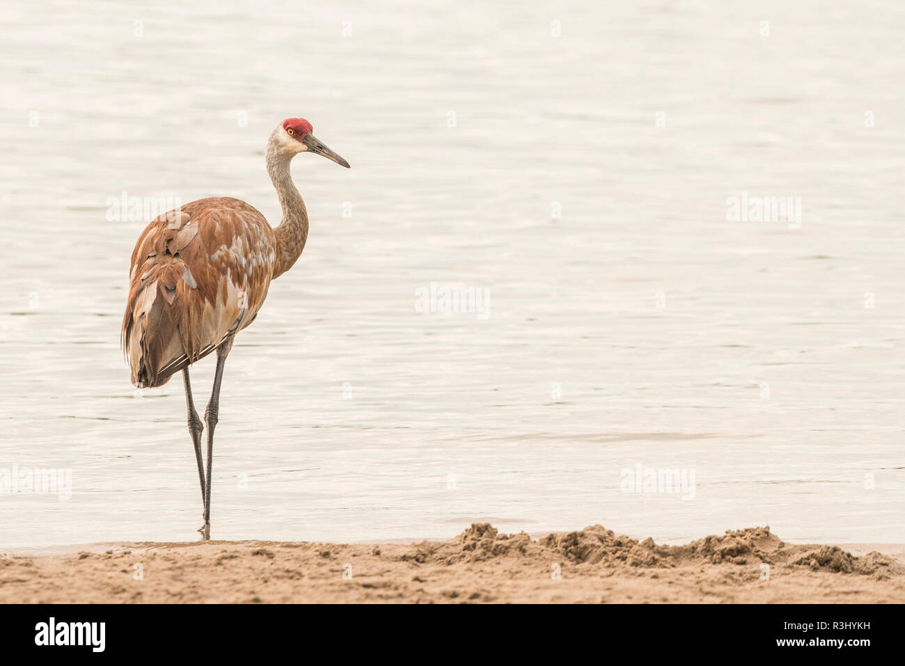 Ein Sandhill Crane (Grus canadensis) steht in der Nähe von Ottawa See in Kessel-moraine State Forest. Stockfoto