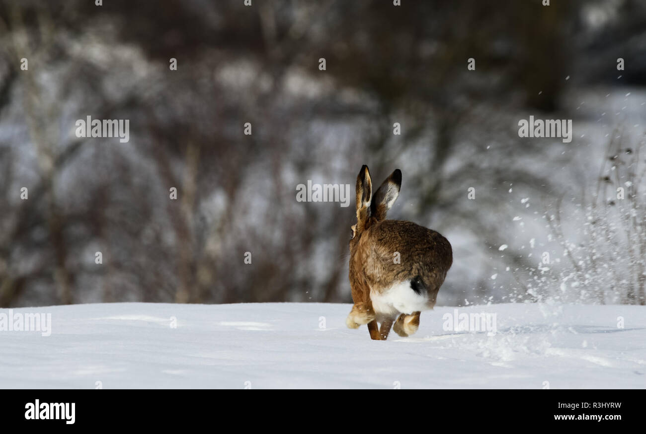 Feldhase winter -Fotos und -Bildmaterial in hoher Auflösung – Alamy