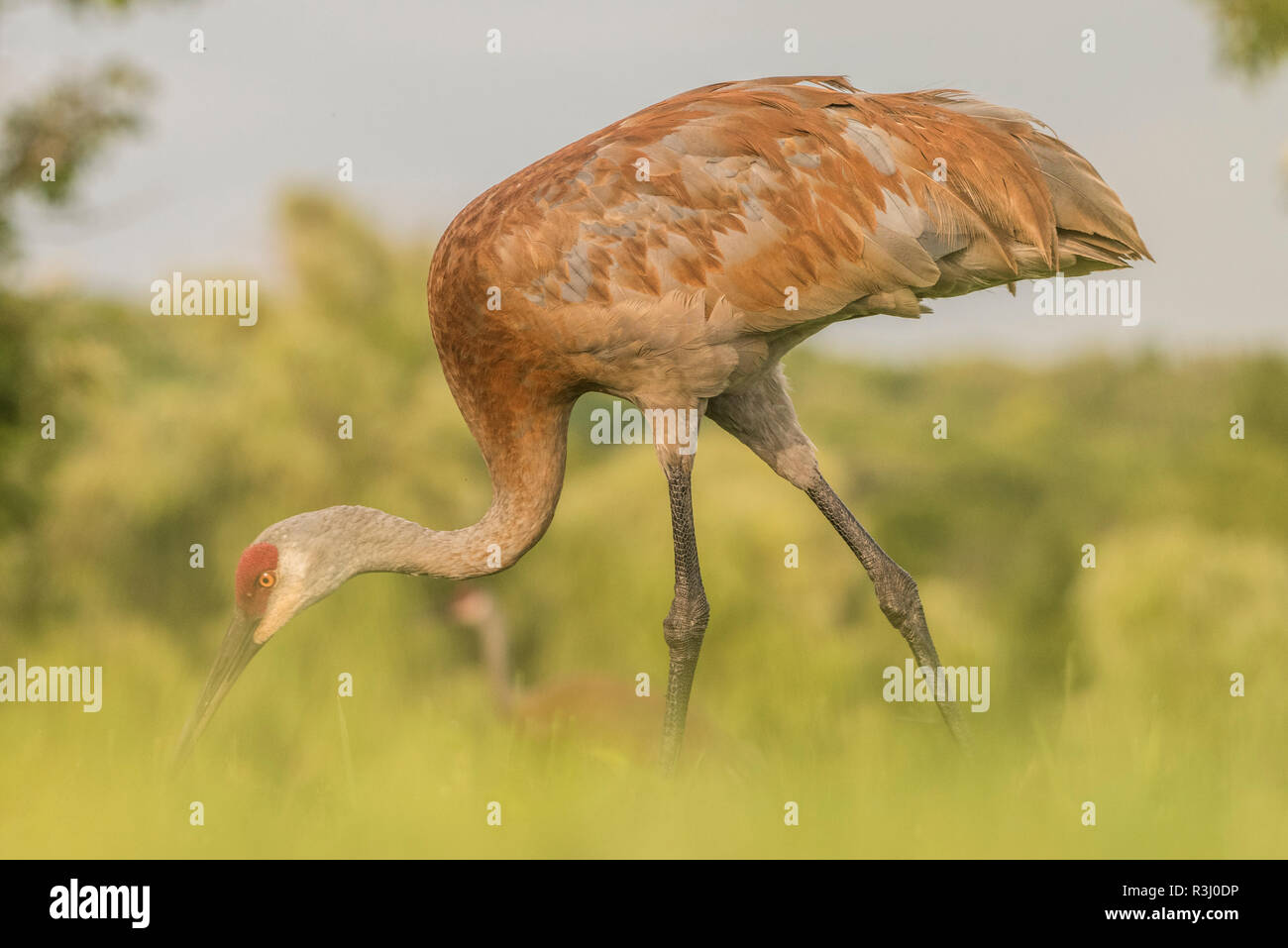Ein Sandhill Crane (Grus canadensis) und hält die Augen auf den Boden, wie es Spaziergänge durch das Feld Suchen nach Nahrung. Stockfoto