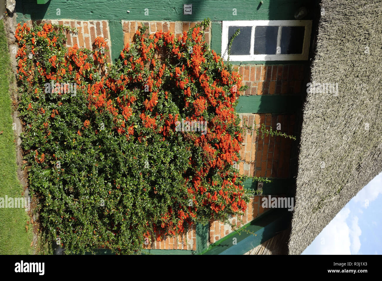 In einem Bauernhaus firethorn Stockfoto