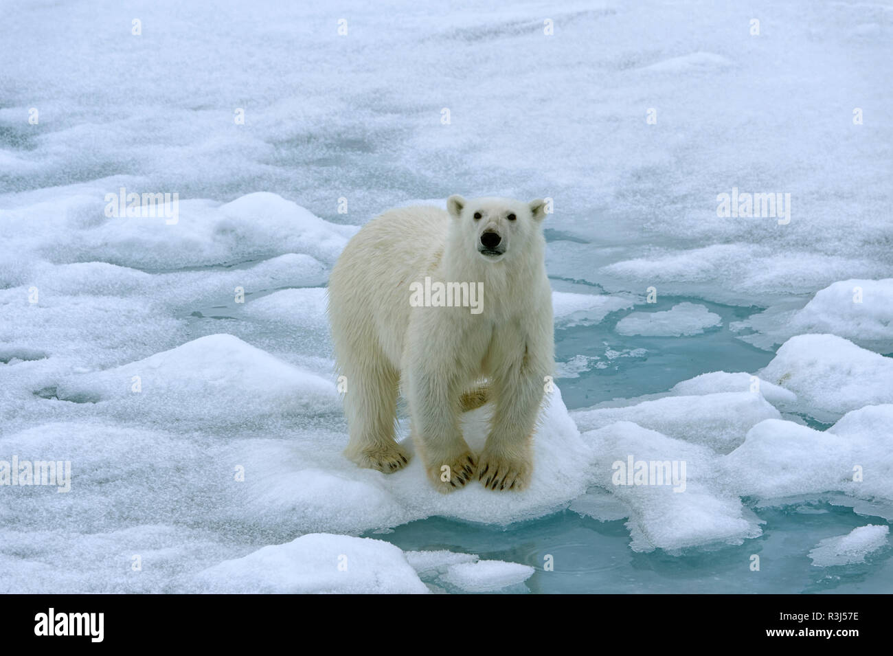 Eisbär (Ursus Maritimus), weibliche zu Fuß auf Packeis, Svalbard-Archipel, Barents-See, Arktis, Norwegen Stockfoto