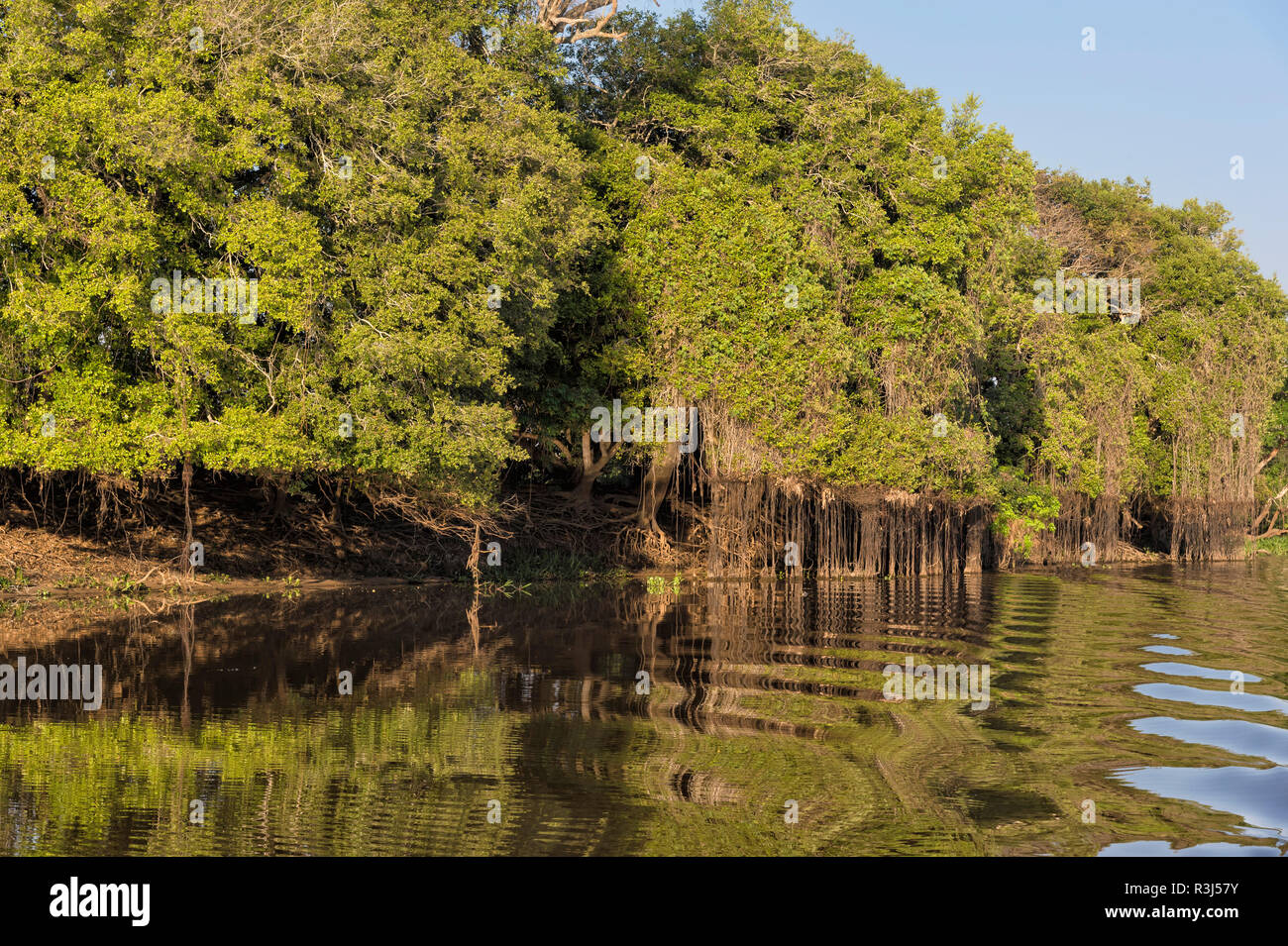 Cuiaba riverbank, Pantanal, Mato Grosso, Brasilien Stockfoto