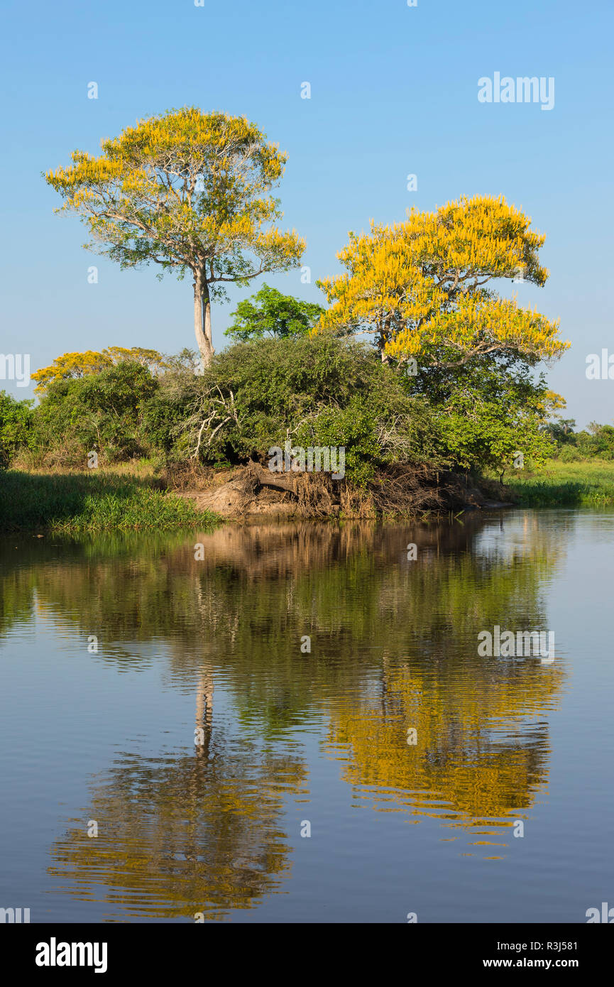 Vochysia Divergens Bäume entlang der Cuiaba River, Pantanal, Bundesstaat Mato Grosso, Brasilien Stockfoto