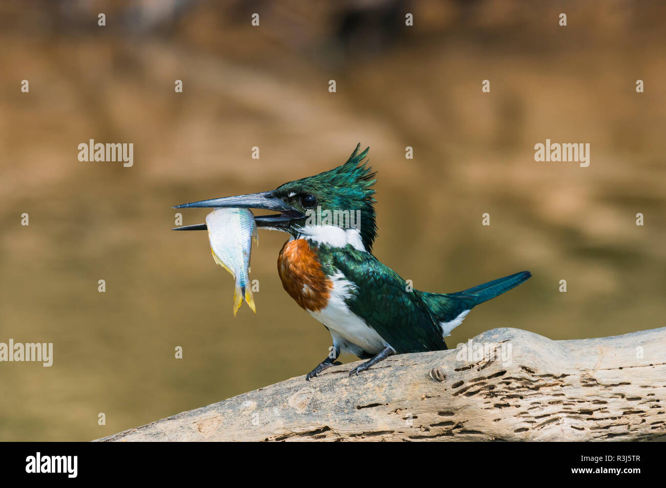 Green Kingfisher (chloroceryle Americana) auf einem Zweig mit einem Fisch im Schnabel, Pantanal, Mato Grosso, Brasilien Stockfoto