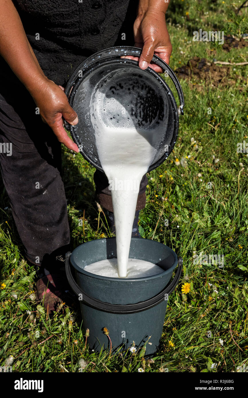 Kirgisische Frau gießen Stutenmilch in einem Eimer, Song Kol See, Provinz Naryn, Kirgisistan, Zentralasien Stockfoto