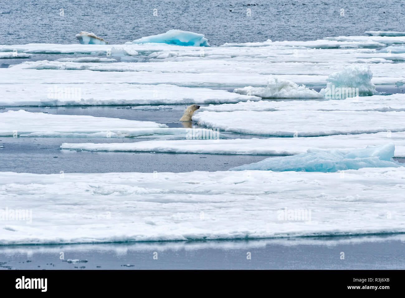 Eisbär (Ursus maritimus) Schwimmen durch Packeis, Svalbard, Norwegen Stockfoto