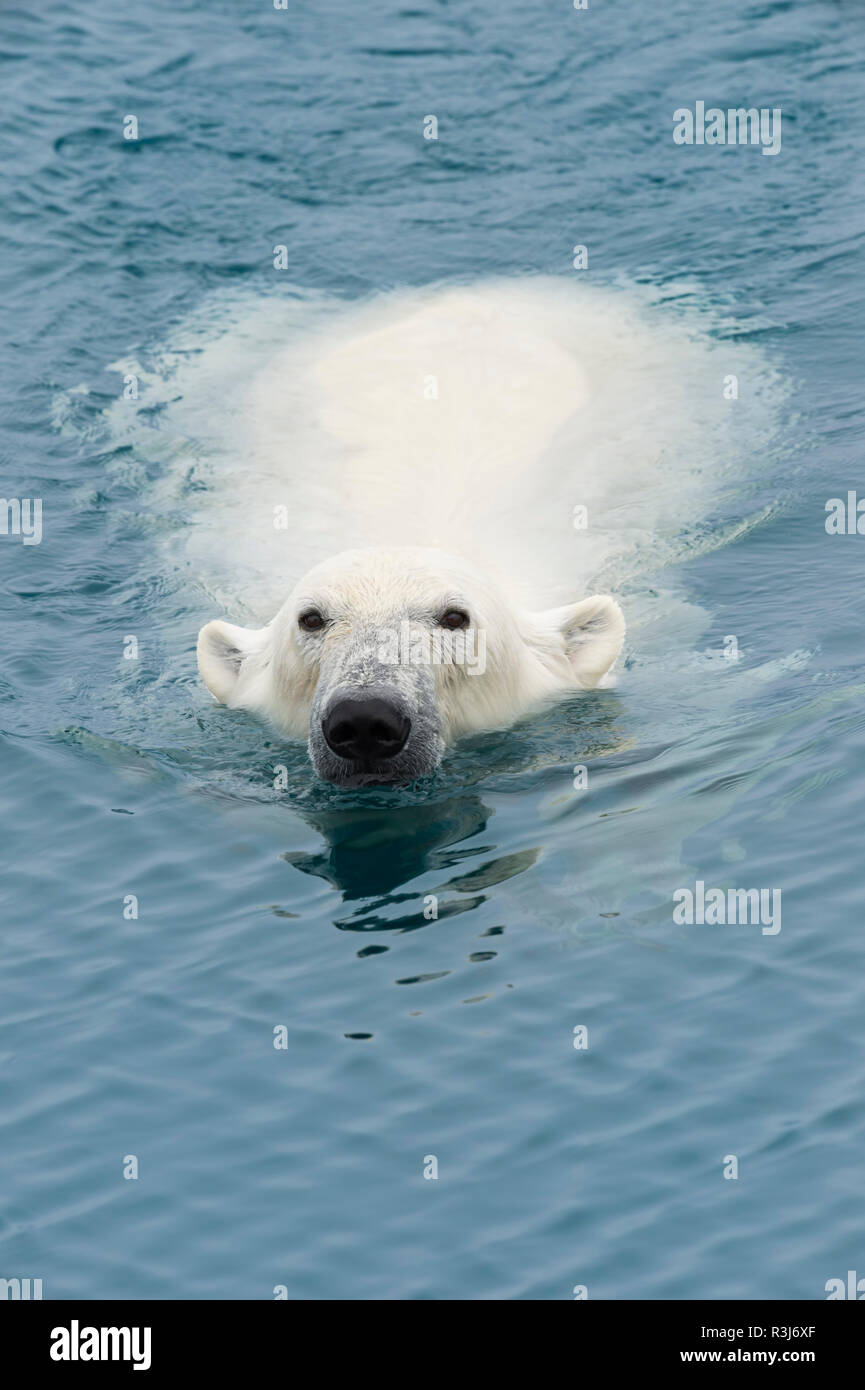 Eisbär (Ursus maritimus) Schwimmen, Svalbard, Norwegen Stockfoto