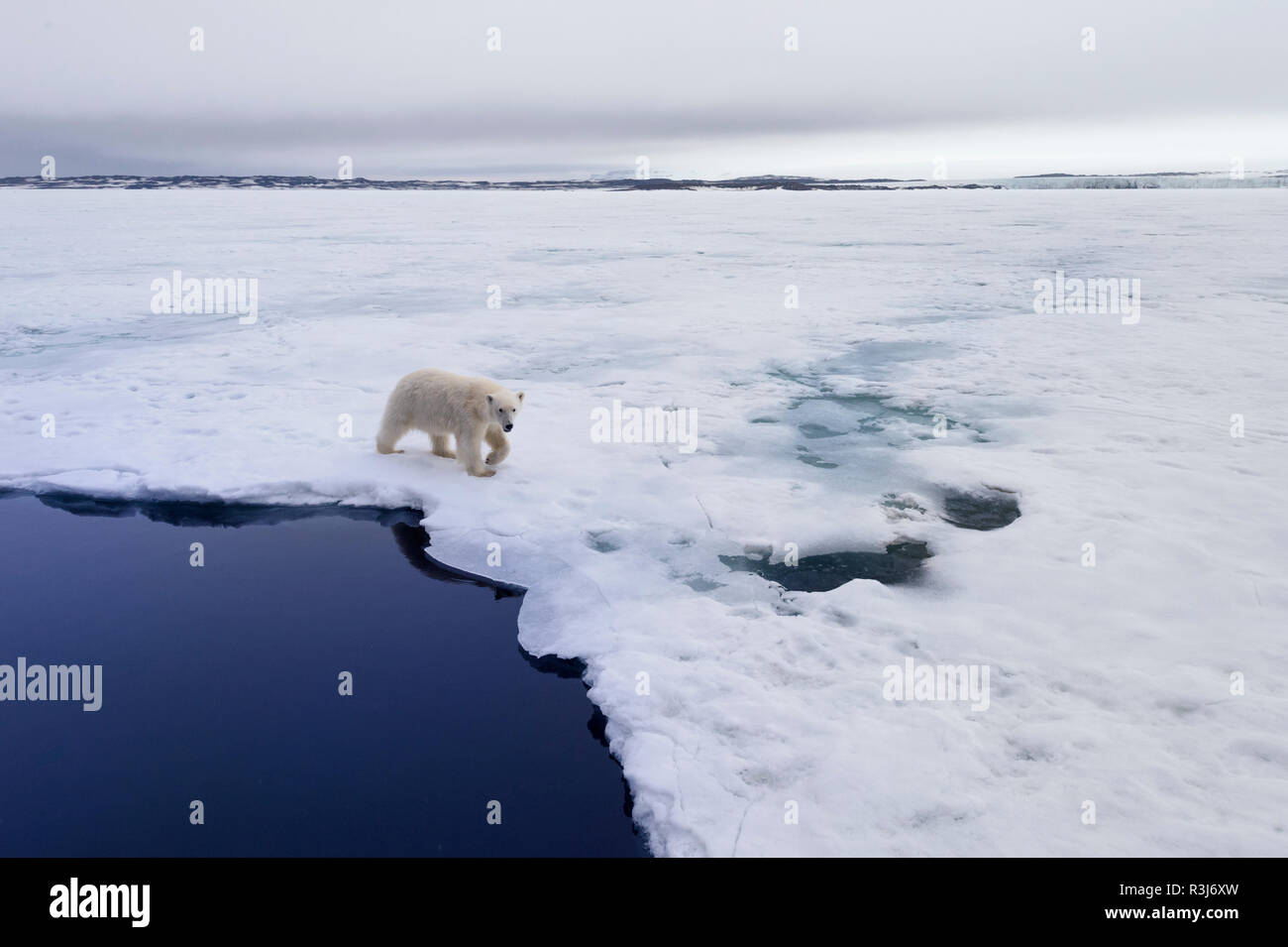 Eisbär (Ursus maritimus) laufen über Packeis, Svalbard, Norwegen Stockfoto