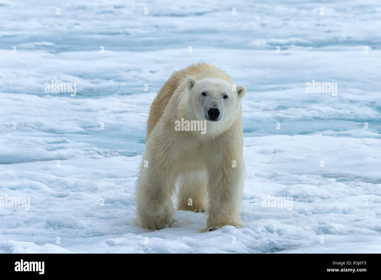 Eisbär (Ursus maritimus) laufen über Packeis, Svalbard, Norwegen Stockfoto