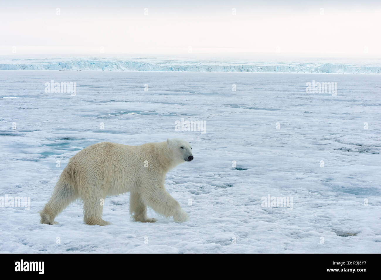 Eisbär (Ursus maritimus) laufen über Packeis, Svalbard, Norwegen Stockfoto