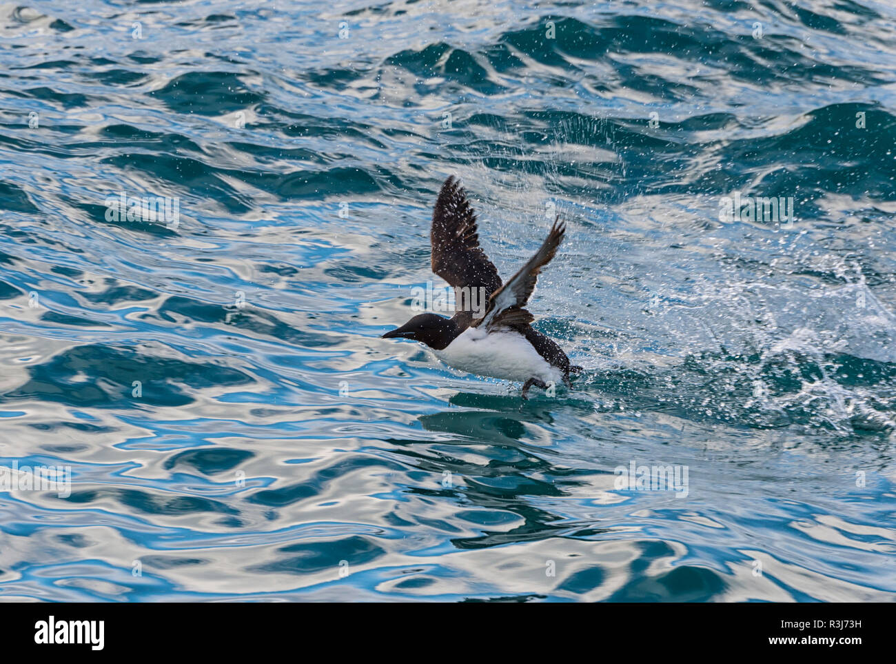 Thick-billed Murre (Uria lomvia) weg vom Wasser, Hinlopen Strait, Spitzbergen, Svalbard, Norwegen Stockfoto