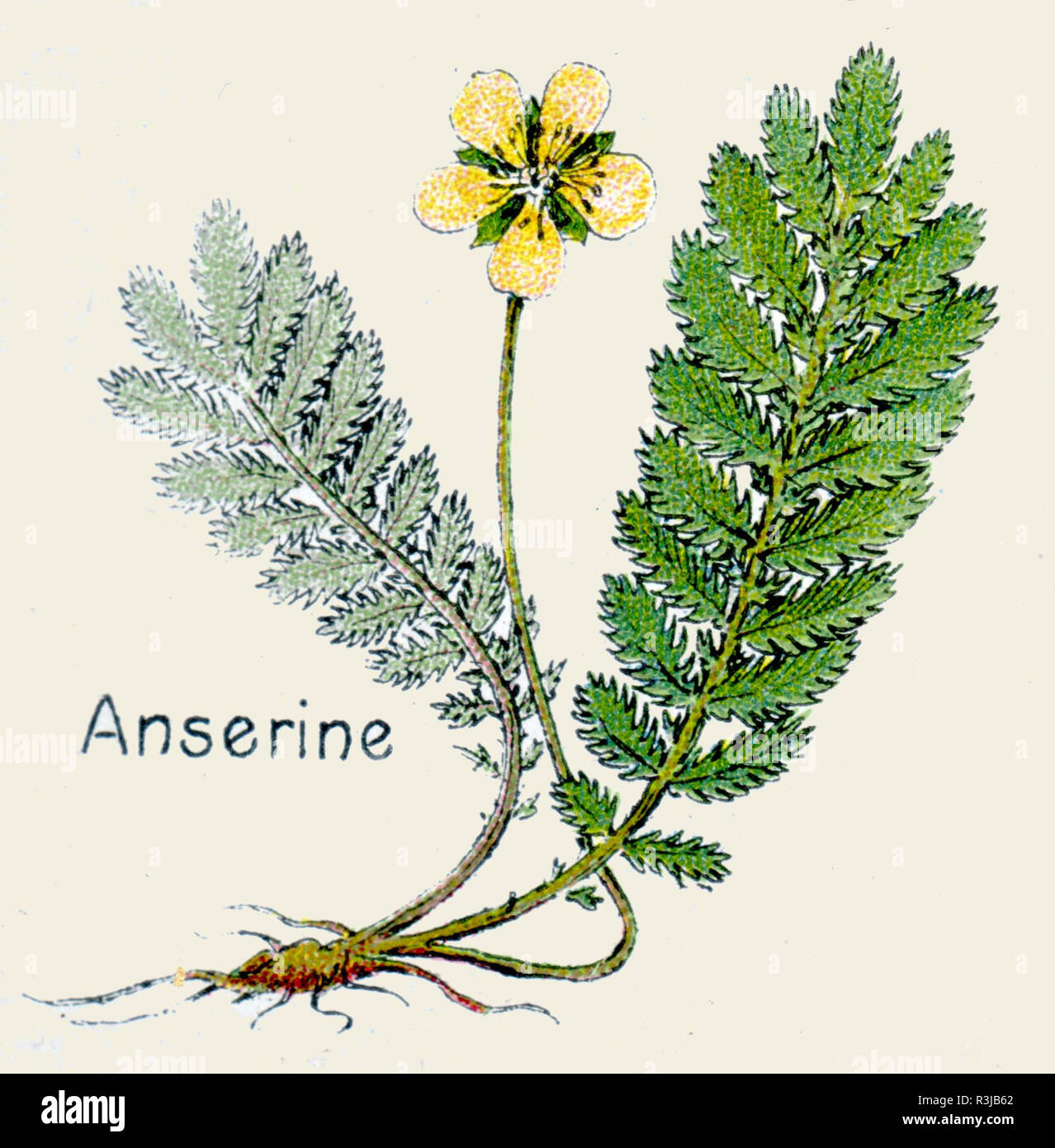 Gemeinsame silverweed oder Silber cinquefoil, Stockfoto