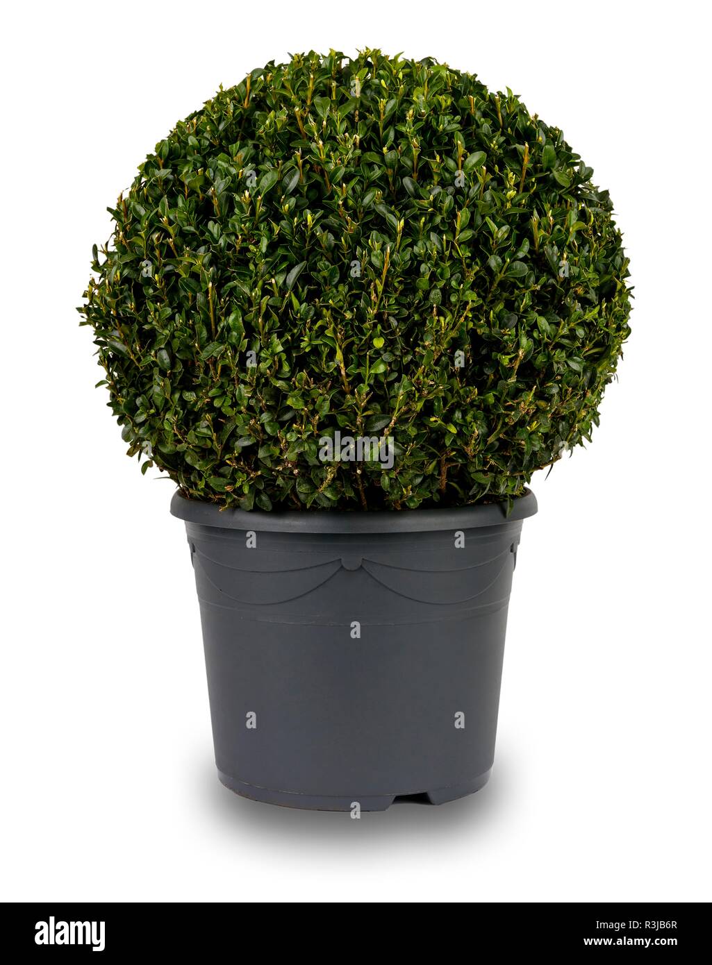 Isolierte Bild eines kugelfrmigen Liguster Bush, in einem grauen Flower  Pot Stockfotografie - Alamy