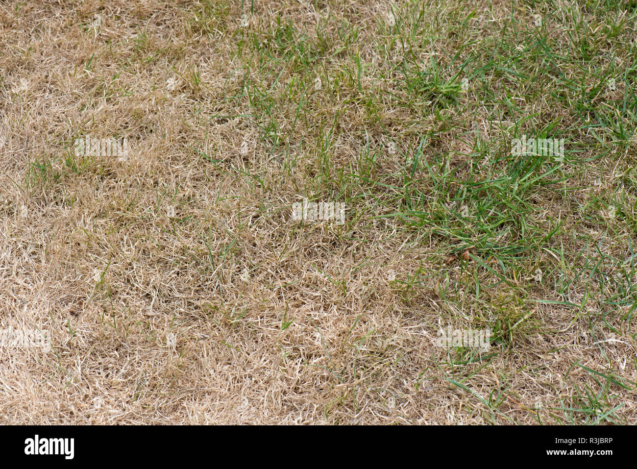 Geröstete, Braun und trocken Garten Rasen Gras in einem heißen Sommer dürre, Berkshire, Juli Stockfoto
