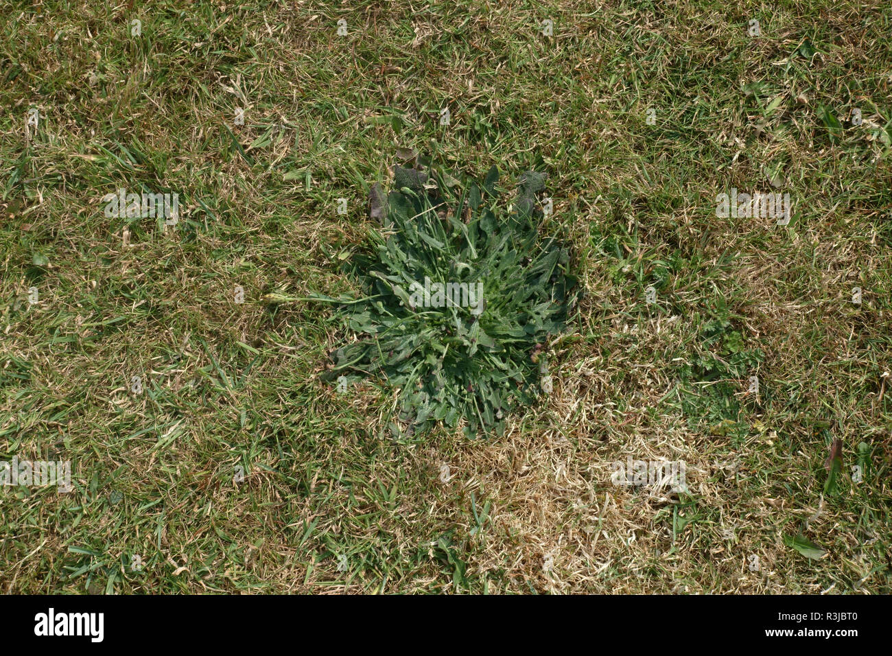 Glatte hawksbeard, Crepis capillaris, Blattrosette und ausgestreckten Stiele in einem gemähten Rasen an der Küste Stockfoto