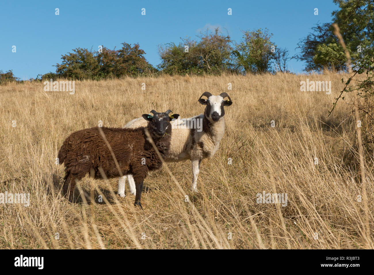 Ein Jakob ewe Schaf mit seinem Begleiter in einem trockenen Weide mit schwachen Gras während eines Sommers Dürre, August Stockfoto