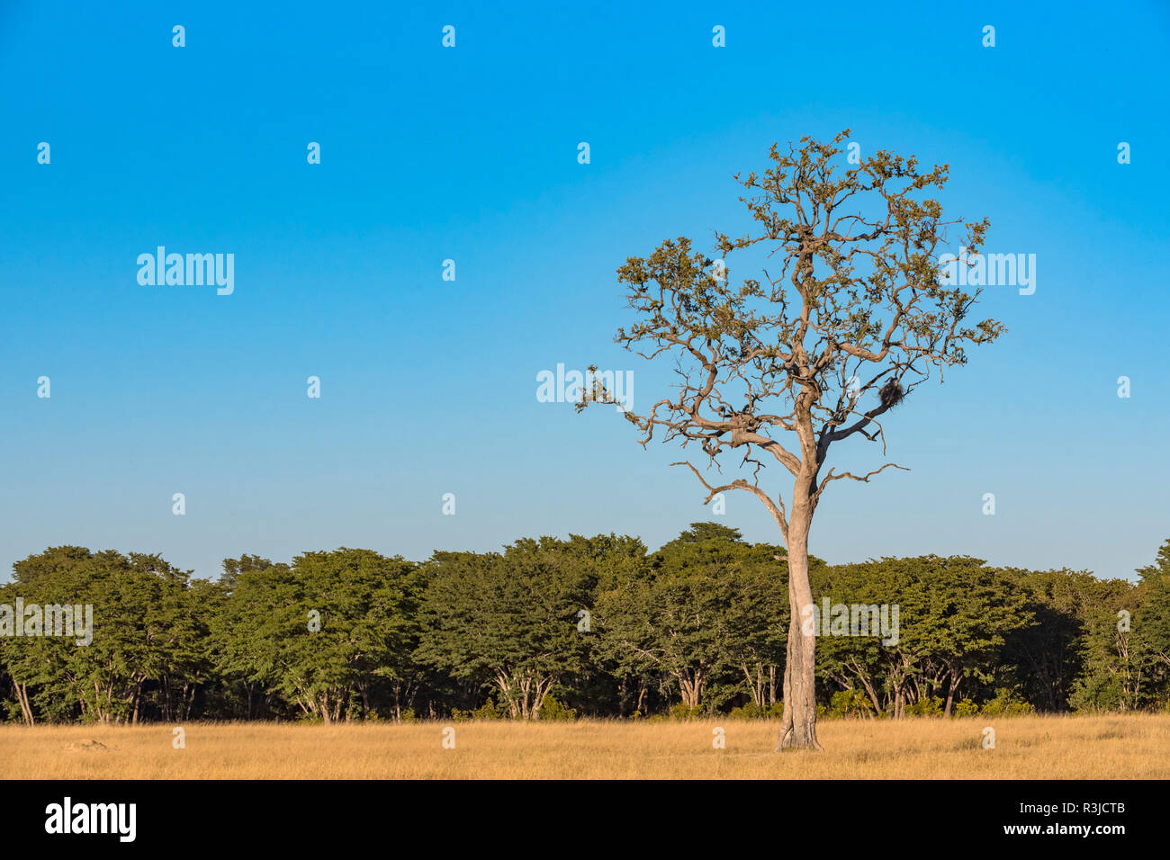 Ein Bleibaum Combretum imberbe im Hwange Nationalpark in Simbabwe