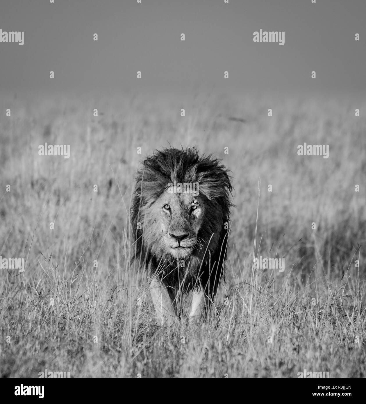 Lion wandern direkt zu Ihnen Stockfoto