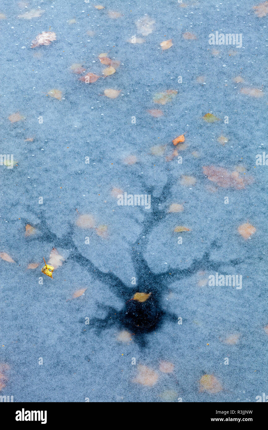 Gefallenen Blätter im Herbst auf Eis Muster in gefrorenen Pool/Teich/See mit Baum geformte Risse im Eis mit Tausenden kleinen Eis blasen Stockfoto